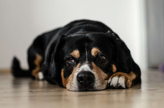 Natural Remedies Against Worms in Dogs