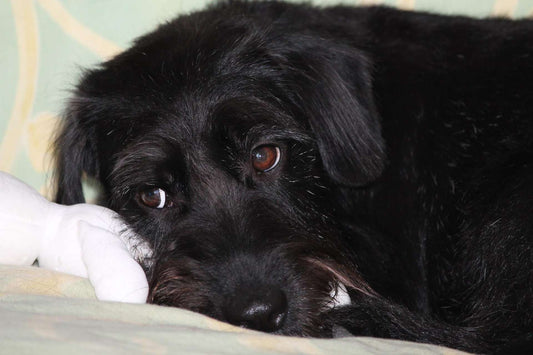 Comprehensive Guide on Dog Ear Infections