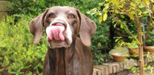 Can My Dog Eat That??