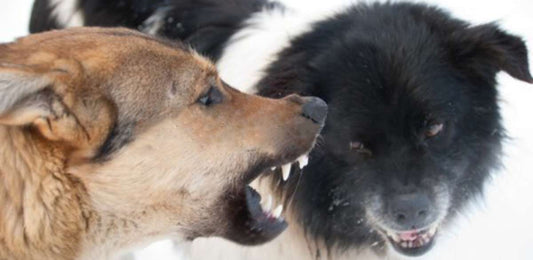 How to Safely Break Up a Dog Fight