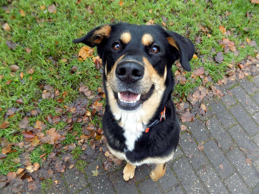 What Causes Hot Spots in Dogs and Cats?