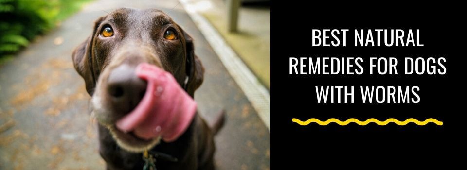 Natural treatment for dog deals worms