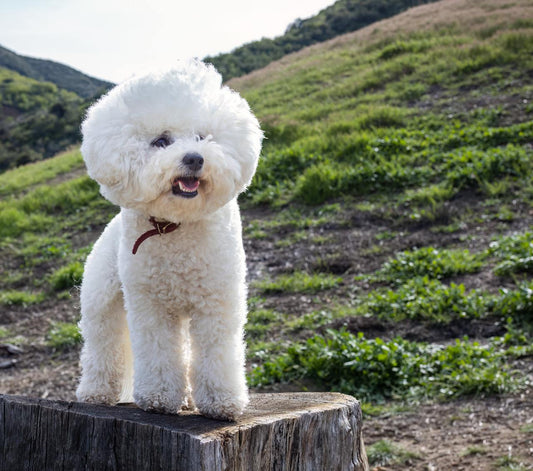Bichon Frise dog with fluffy white coat