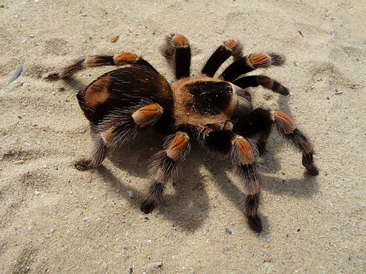 Latest Pet Trend: Tarantulas