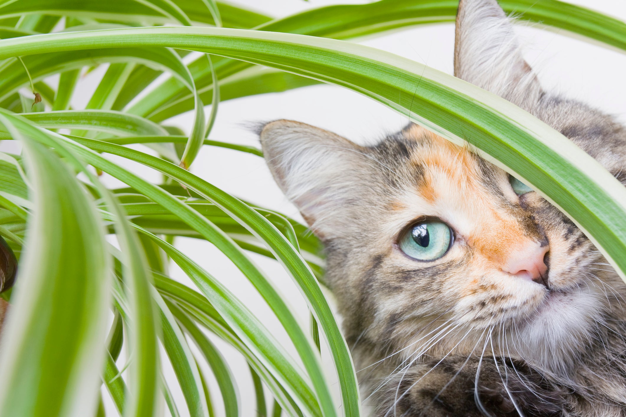 Common House Plants That Are Poisonous to Cats | Vet Organics