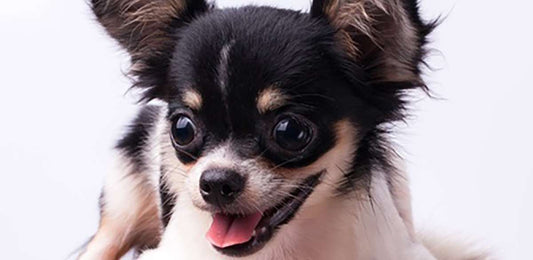 How to Prevent Your Dog from Barking