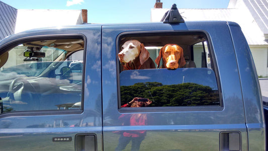 Pet Relocation Services (Secrets for Sorting Thru 'Em)