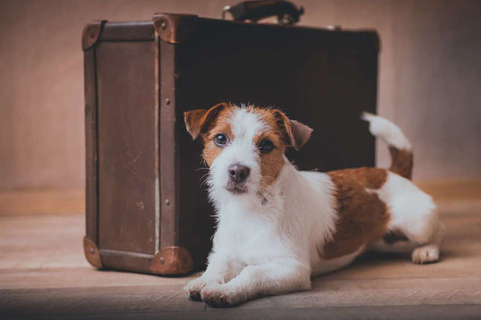 Pet Travel Tips