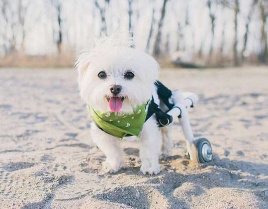 Specially-Abled Dogs and Cats to Fall in Love With