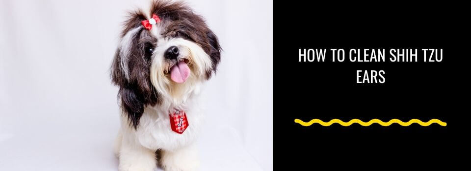 How To Care For Shih Tzus