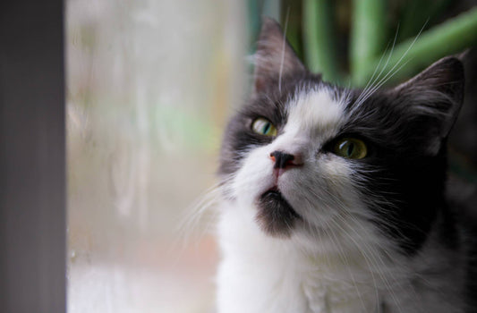 16 Ways to Celebrate National Cat Day - October 29th