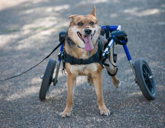 The wonderful tale of Omid the dog