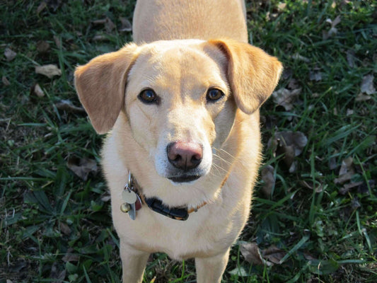 Responsible Animal Guardianship: Ways to Participate & Celebrate