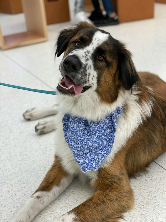 Causes and Preventions of Ear Infections in Saint Bernard Dogs