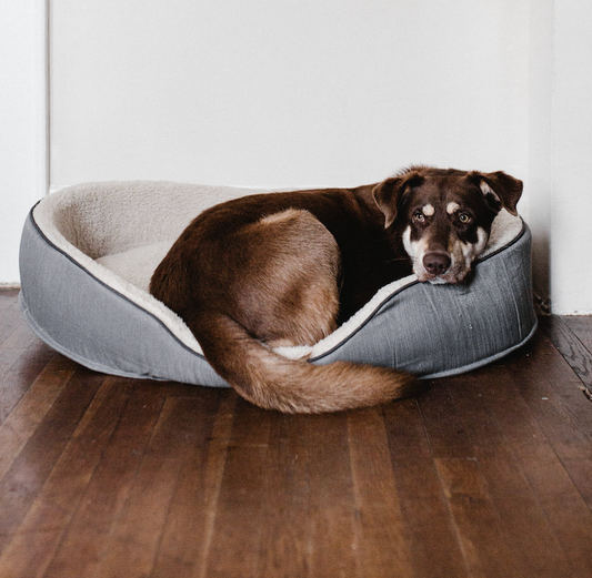 Why You Should Choose an Eco-Friendly Pet Bed