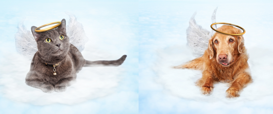 End-of-Life Care And The Tough Choices, Part One