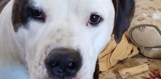 EcoEars Case: “Bella” (American Bulldog)