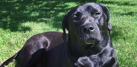 EcoEars Case: "Booger" (Lab/Bulldog Mix)