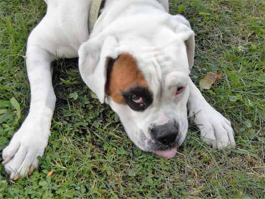 Causes of Anxiety in Dogs and Cats