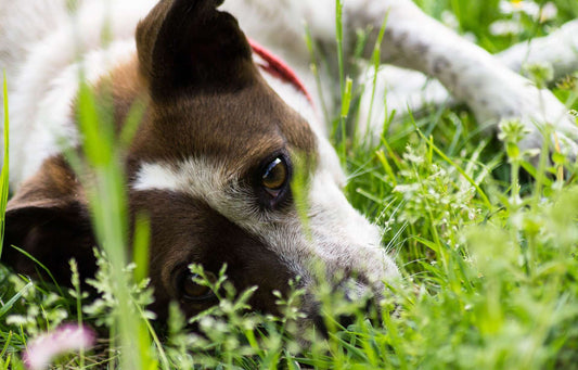 Your Must-Have Guide to Tick-Borne Illnesses in Dogs