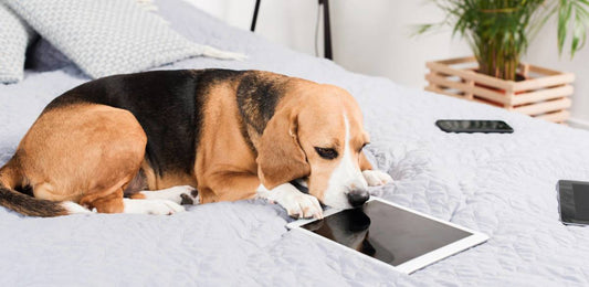 Can My Dog Recognize Me in Pictures?