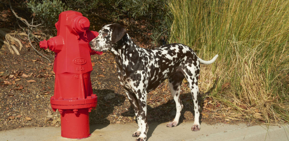 What does the color of dog urine mean? Vet Organics