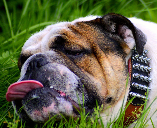 Is My Dog Breed Fat or Fluffy & Big-Boned?