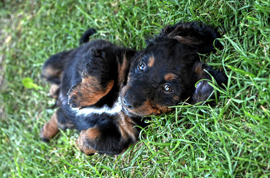 Why Does Your Dog Eat Grass?