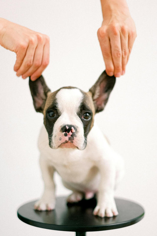 What Causes Ear Infections in Pets? Understanding the Triggers and Natural Care Solutions