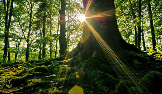 Marijuana Pet Poisonings Increase Across the Nation