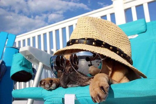Singapore 5-Star Hotel Designed Specifically for Pets