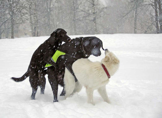 Egads! Sparkey's Humping the Boss!