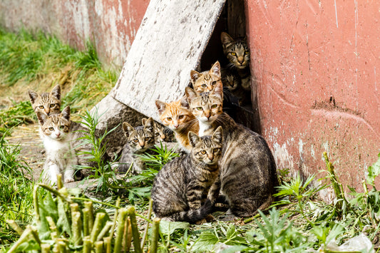 What To Do With a Stray Kitten | Vet Organics