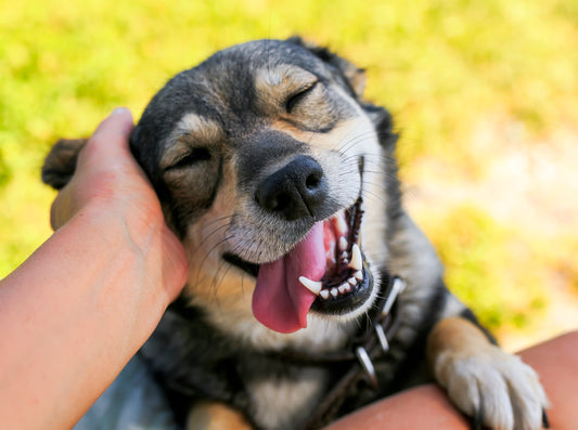 Rapamycin - Increase Your Aging Dog’s Lifespan | Vet Organics