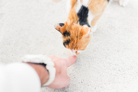 Cat Training - Basic Commands to Make Life With Your Cat Easier, Part-Two | Vet Organics