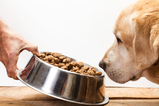 Transitioning Fido to New Food | Vet Organics