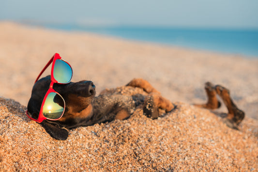 Tips For Dogs In Summer | Vet Organics