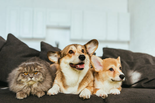 More Pawsome Pet-Friendly Movies | Vet Organics