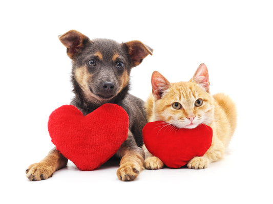 Give Back To Dogs, Cats, And People In Need | Vet Organics