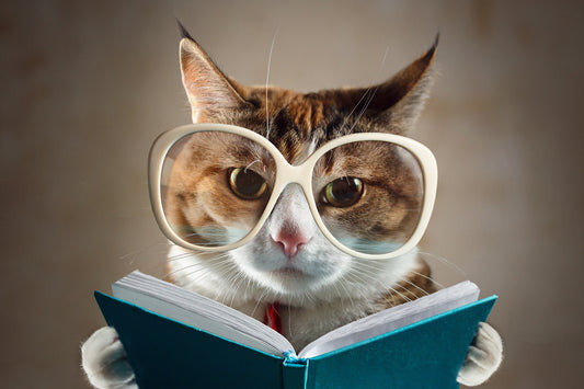 Purr-ific Books For Cat Lovers | Vet Organics