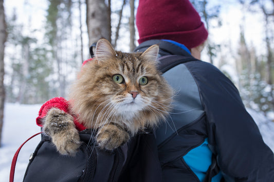 Adventure Cats Gone Wild, Part 1 | Vet Organics