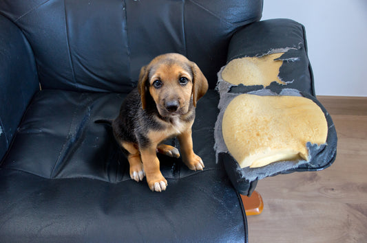 How to Stop a Dog From Chewing | Vet Organics
