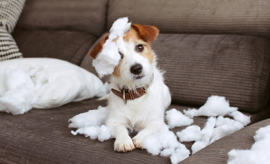 What to Know About Separation Anxiety and Dogs | Vet Organics
