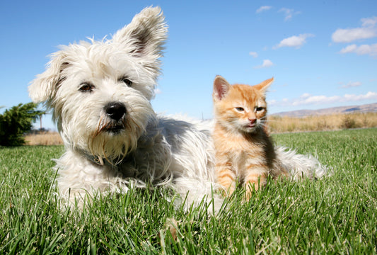 The Beginner’s Guide to Pet Probiotics