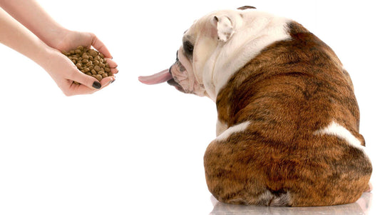 Why Isn't My Dog Hungry? Part One