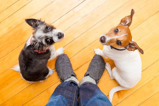More Essential Commands To Teach Your Dog | Vet Organics | EcoTreats