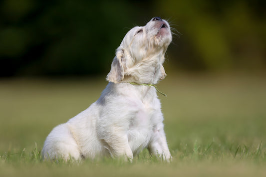 Why Do Dogs Howl? | Vet Organics