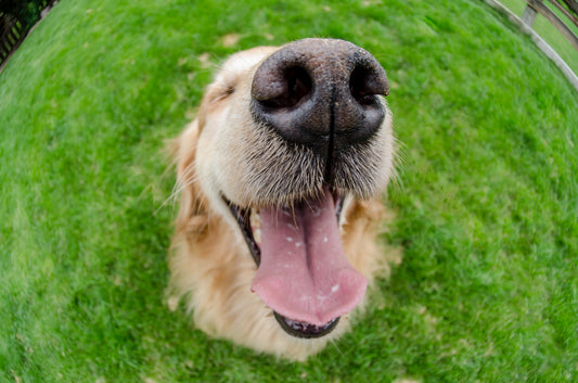 How to Fix Fido’s Dry Sniffer | Vet Organics
