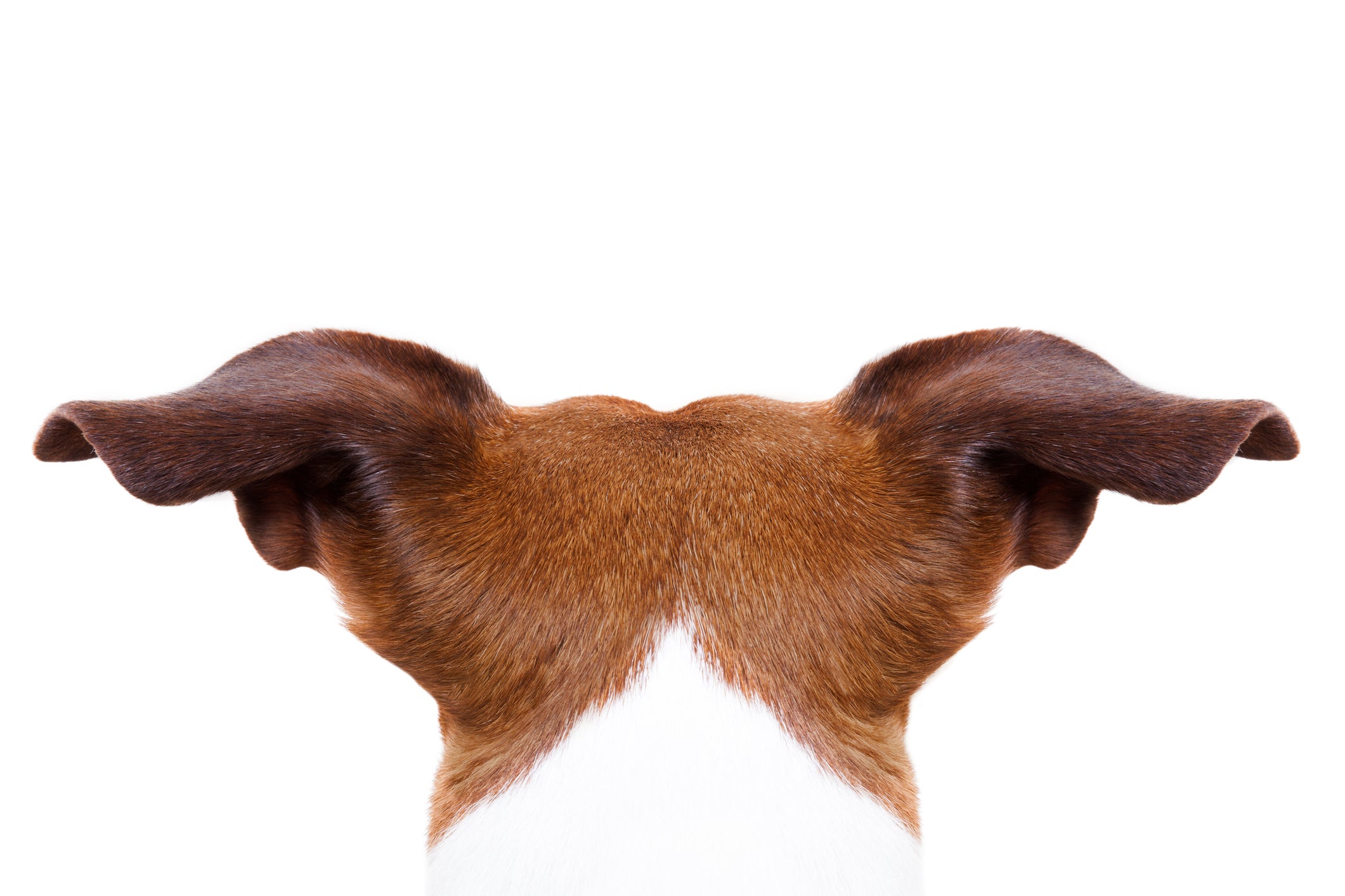 To Crop Or Not To Crop - Ear Cropping | Vet Organics | EcoEars