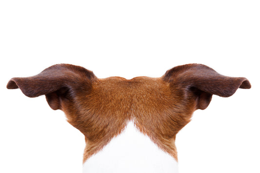 Ear cropping vet organics EcoEars